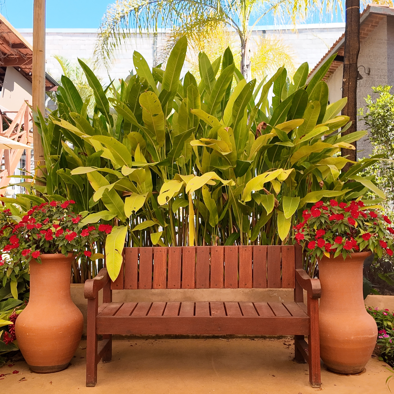 Viveiro de plantas em Brasília da DF Plantas com espécies para jardins e paisagismo