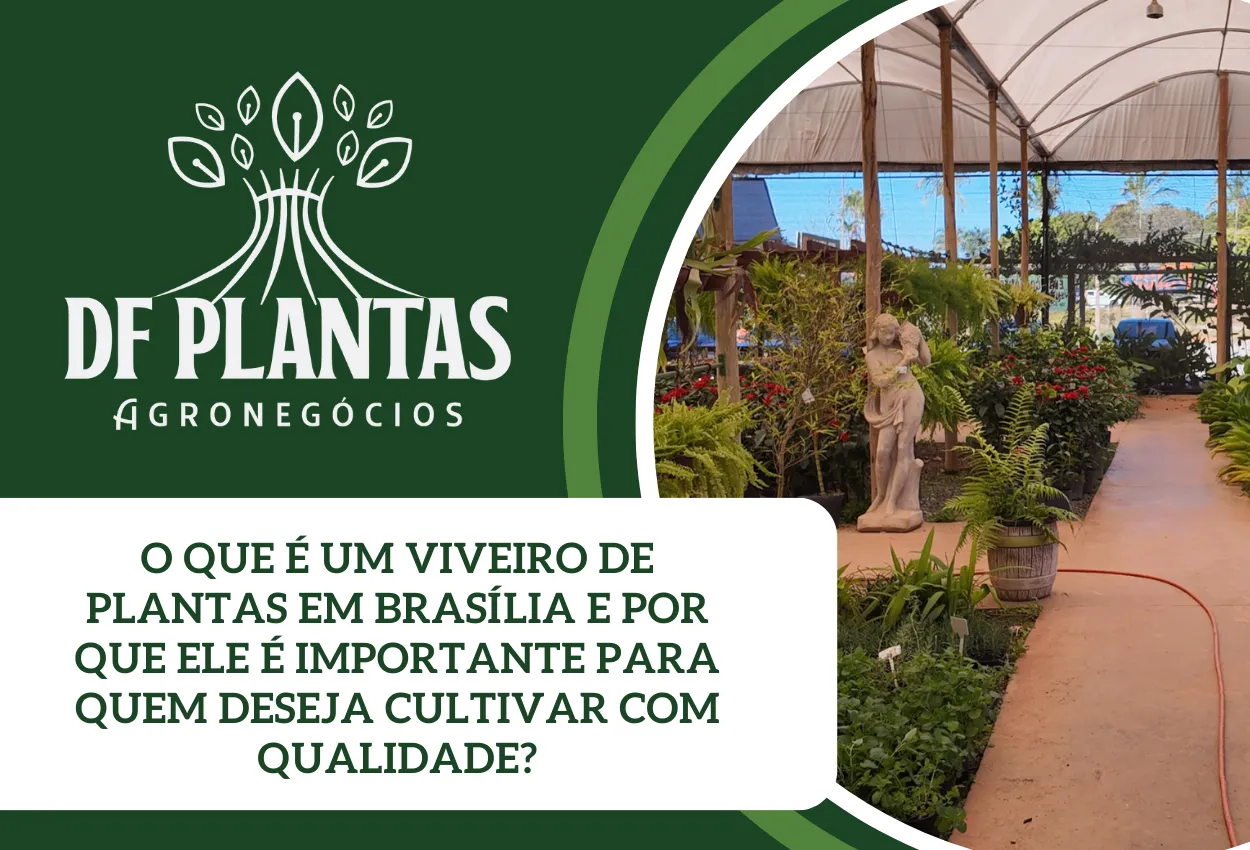 Imagem representando viveiro de plantas em Brasília