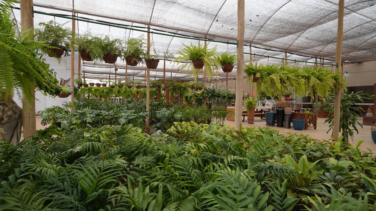 Sobre nós DF Plantas em Brasília com história, qualidade e compromisso