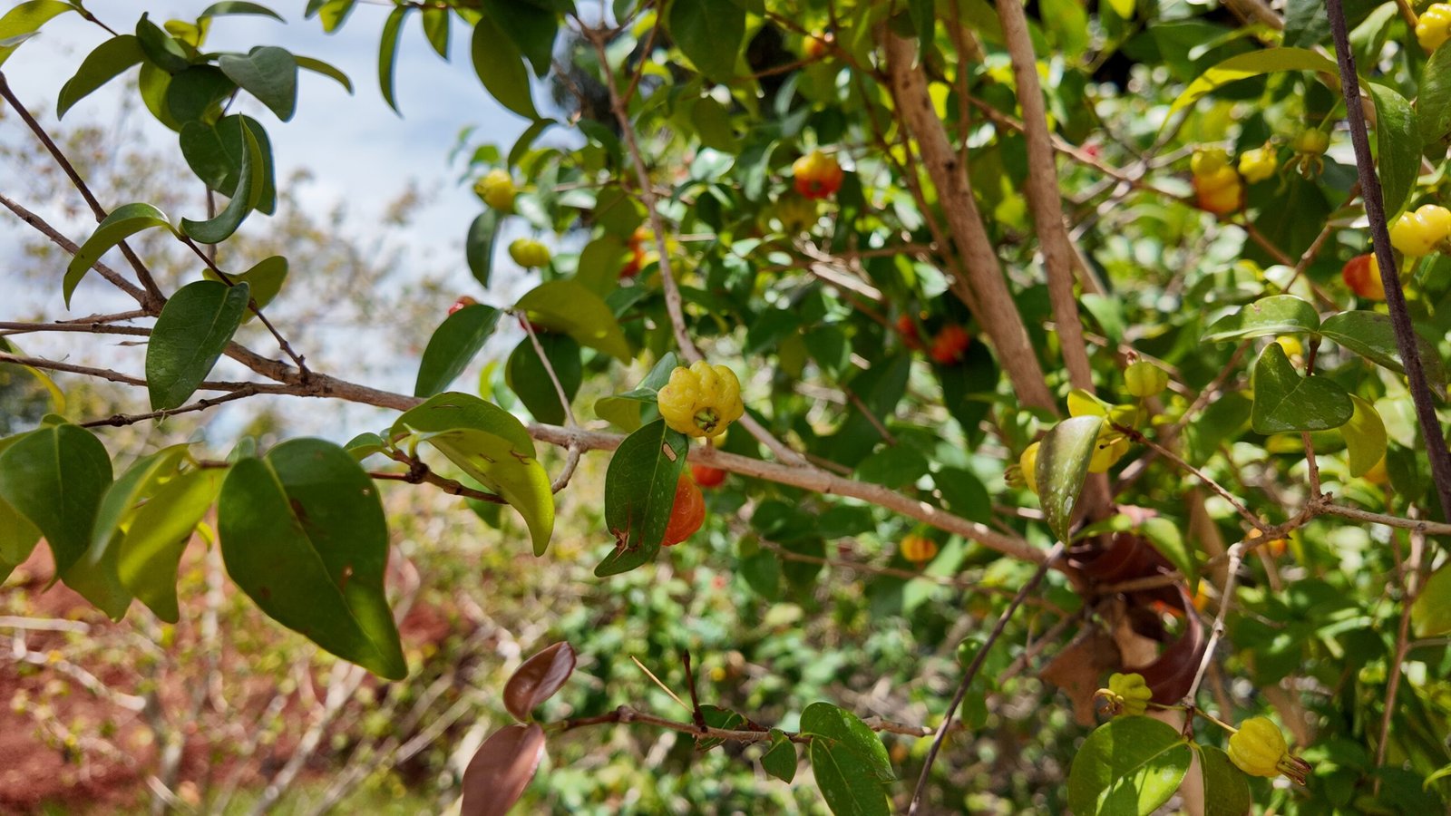 Plantas frutíferas em Brasília da DF Plantas para cultivo e paisagismo