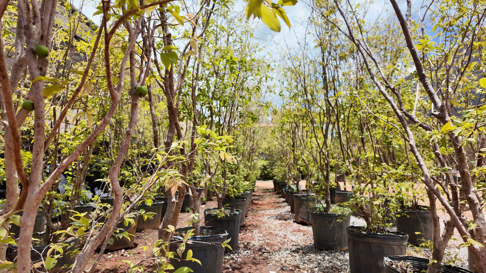 Plantas frutíferas em Brasília da DF Plantas para cultivo e paisagismo