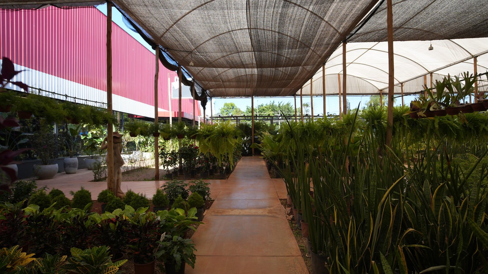 Plantas ornamentais em Brasília da DF Plantas para jardins e decoração