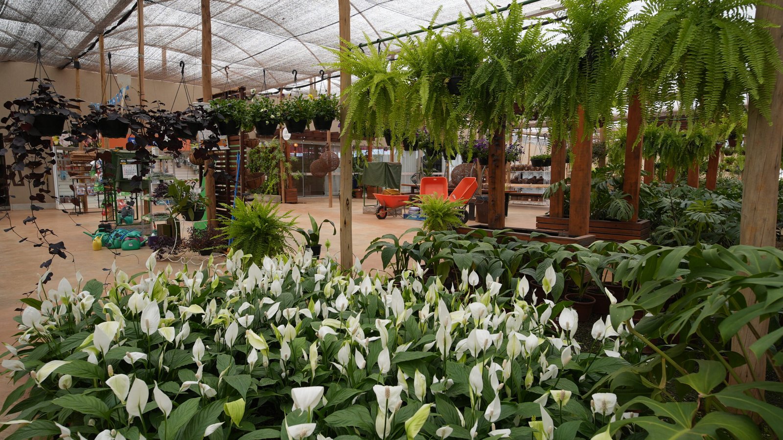 Plantas ornamentais em Brasília da DF Plantas para jardins e decoração