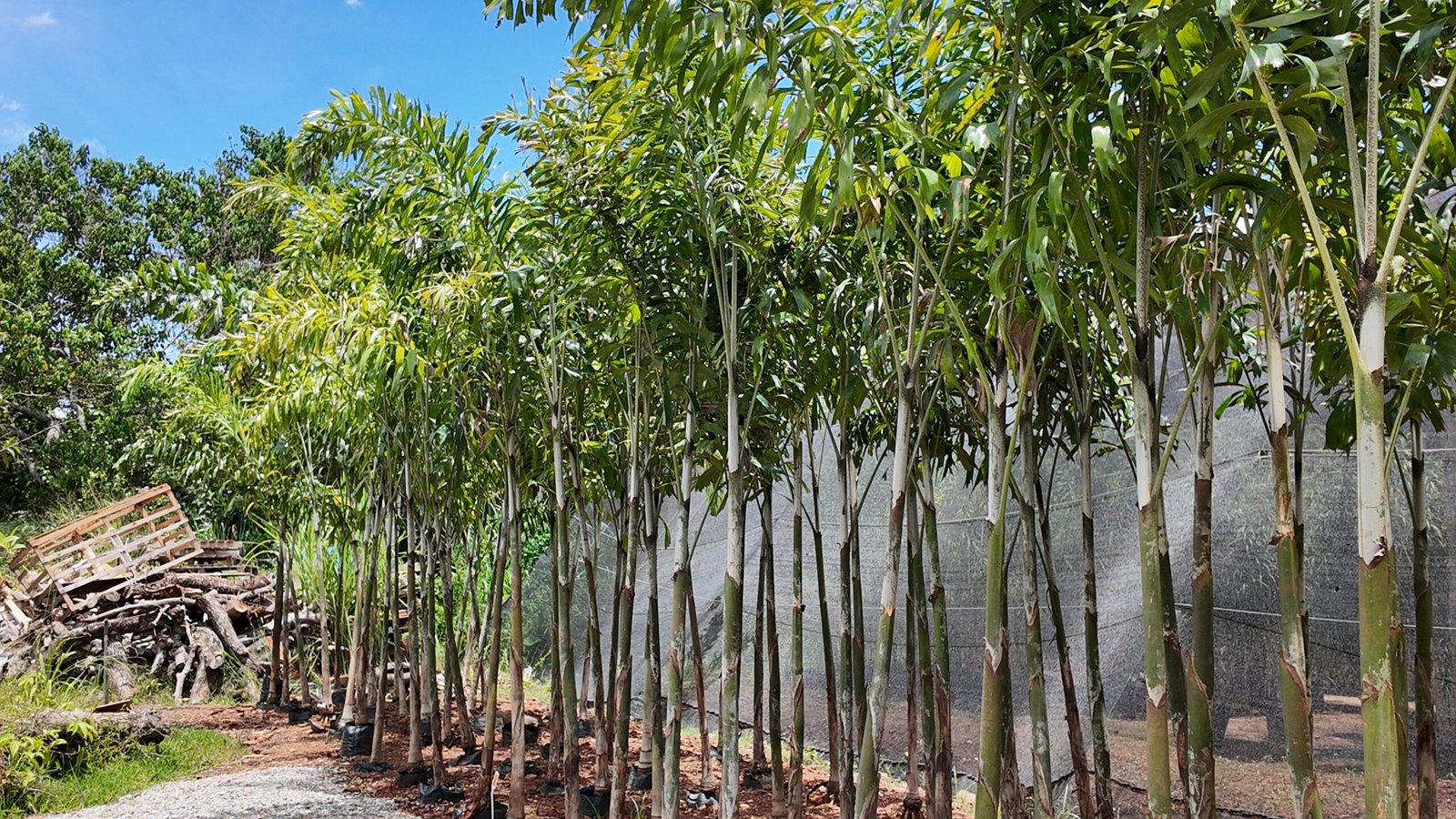 Palmeiras em Brasília da DF Plantas para jardins e paisagismo