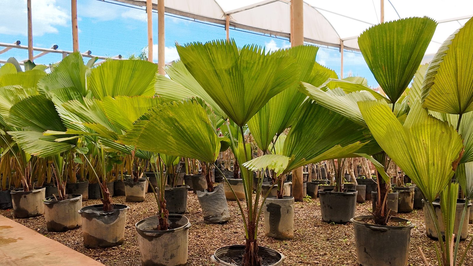 Palmeiras em Brasília da DF Plantas para jardins e paisagismo