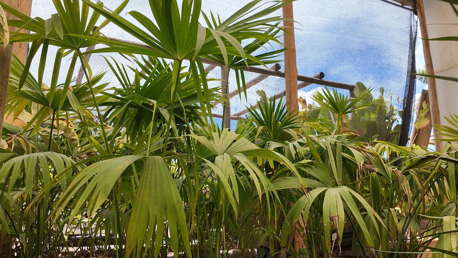 Palmeiras em Brasília da DF Plantas para jardins e paisagismo