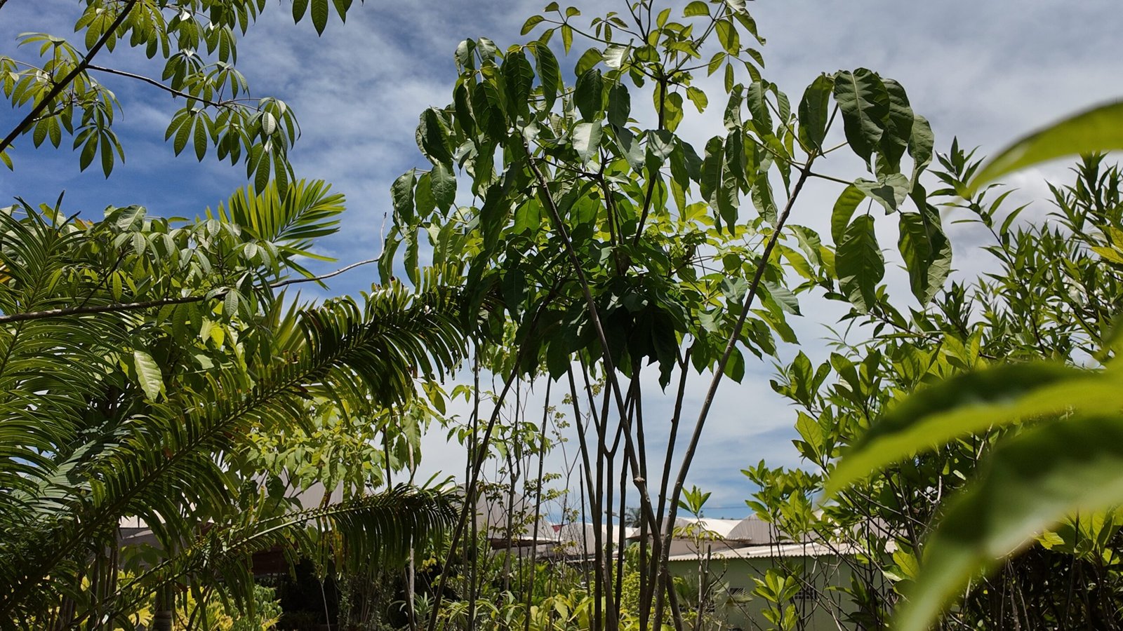 Árvores de reflorestamento em Brasília da DF Plantas para projetos e áreas verdes