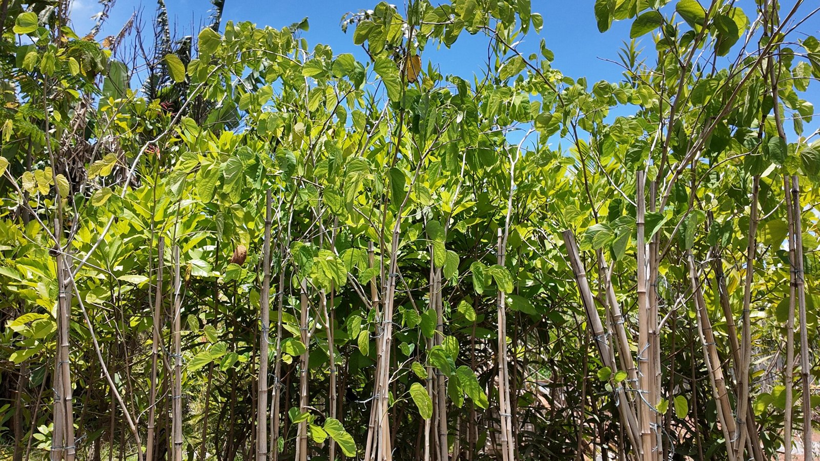 Árvores de reflorestamento em Brasília da DF Plantas para projetos e áreas verdes
